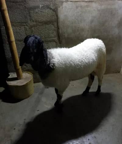 qurbani wala 2 danth dhomba