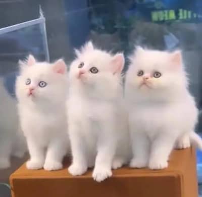 Persian female kitten for sale all Pakistan delivery available