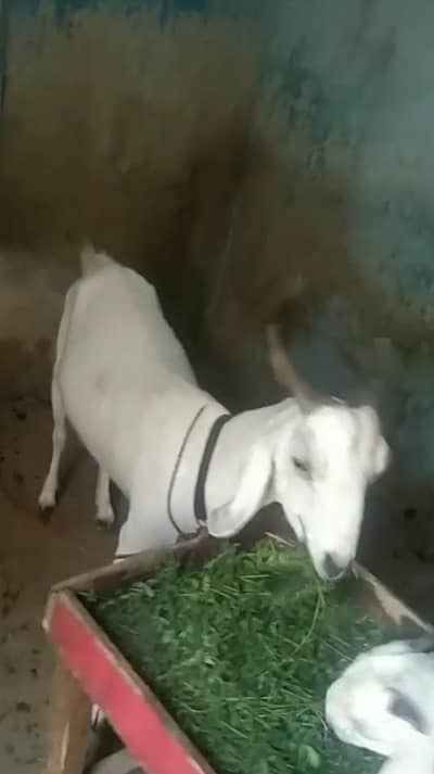 bakri 4 dant.
