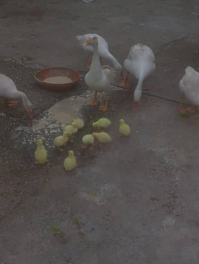 1 breeder pair-- 6month old chicks x3 -- 2 weeks old chicks x4