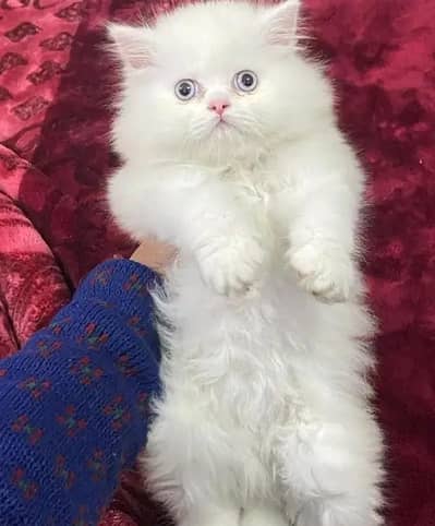 Persian female kitten for sale all Pakistan delivery available