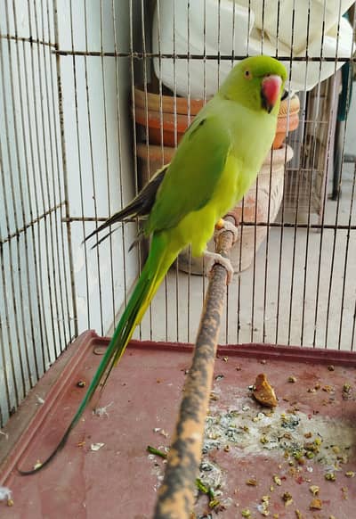 MashaAllah Beautiful Green Ringneck talking female ready to breed