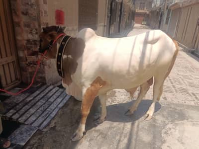 cow for sale