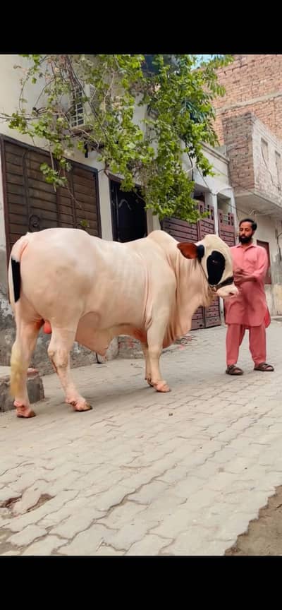 Ma sha Allah bohut khubsurat janwer hy