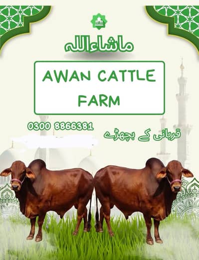 Bachra ||  Qurbani ka bachra  || Sahiwal nasal  4to5 mun meat weight