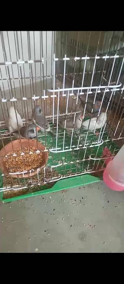 zibra birds