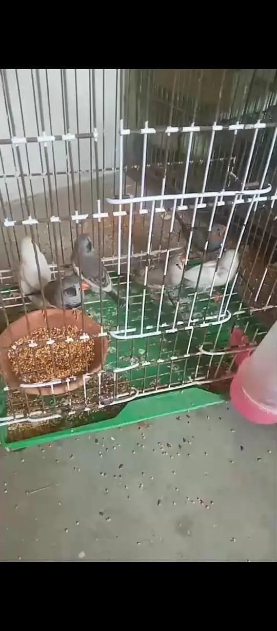 zibra birds