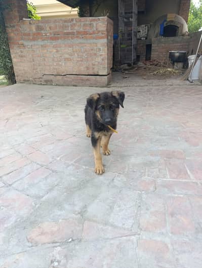 Double coat black and tan