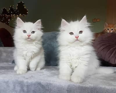 kittens for sale