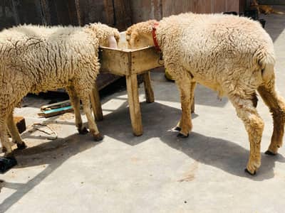 11 Months ,, Best for Qurbani 2026