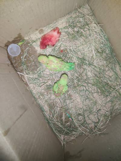 green ringneck pair for sale.