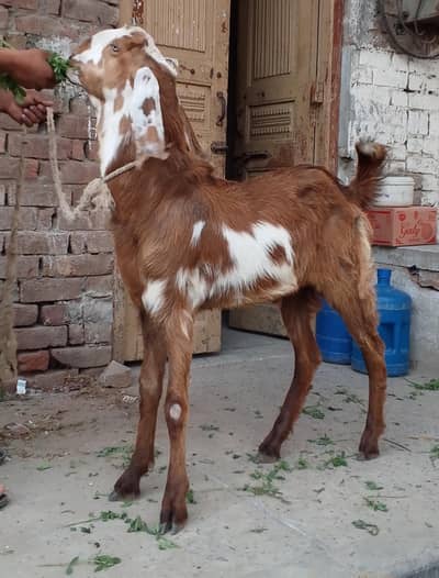Desi Bakra for Qurbani