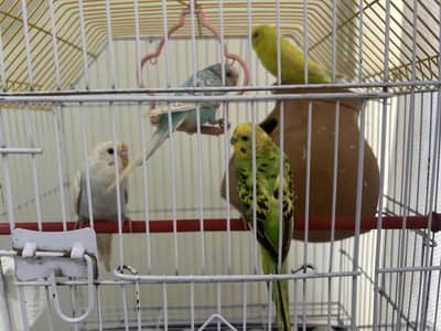 Budgies for sale