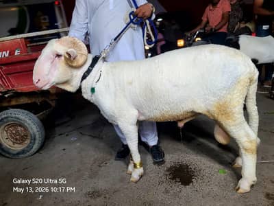 LONG TAIL SHEEP