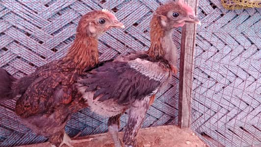 3 hens 1male