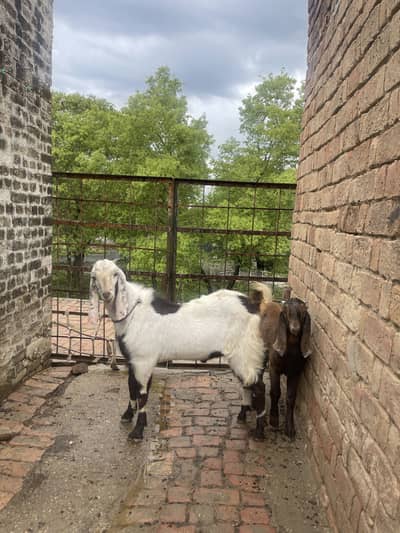Bakra