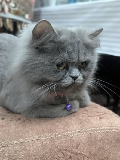 Gray Persian Cat