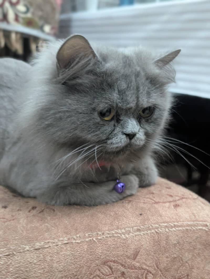 Gray Persian Cat 0