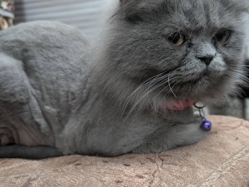 Gray Persian Cat 1