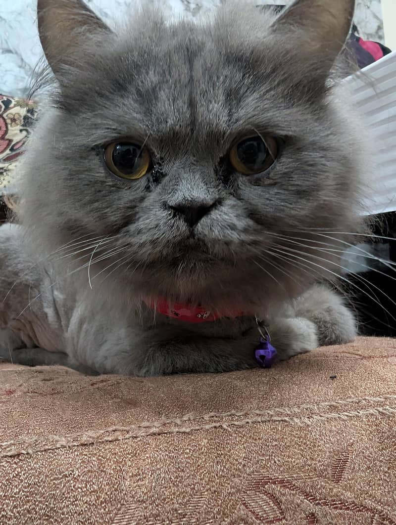 Gray Persian Cat 2