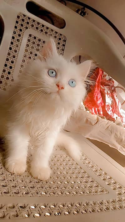 Persian Kitten Blue Eyes  Age 2 Months