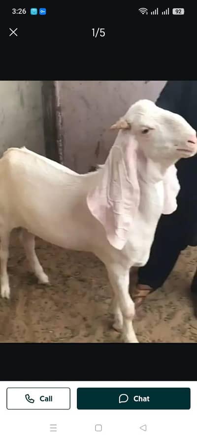 gulabi bakra for sale ,. ?$'