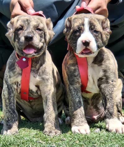 King kurdish kangaal pair pure breed security dog 2months for sale