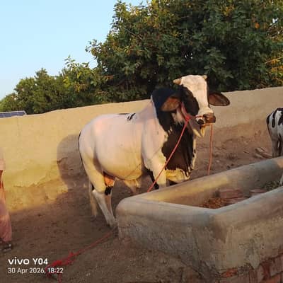 MashaAllah Khobsurat Australian Bail Baraye Qurbani / Australian Bull