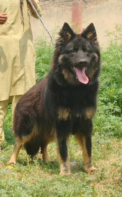 German Shepherd long coat Dog | German Shepherd.  | GSD | Dog For Sale