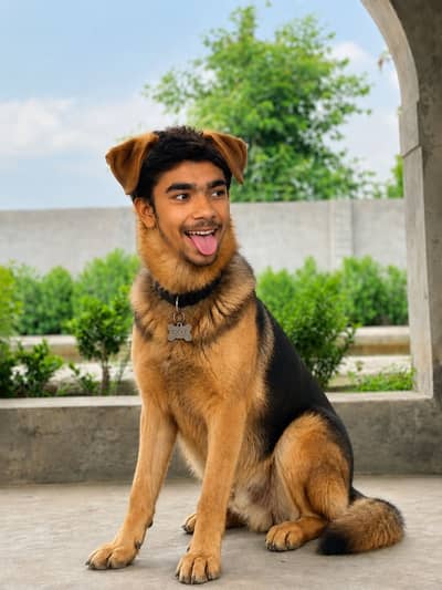 dog for sale
