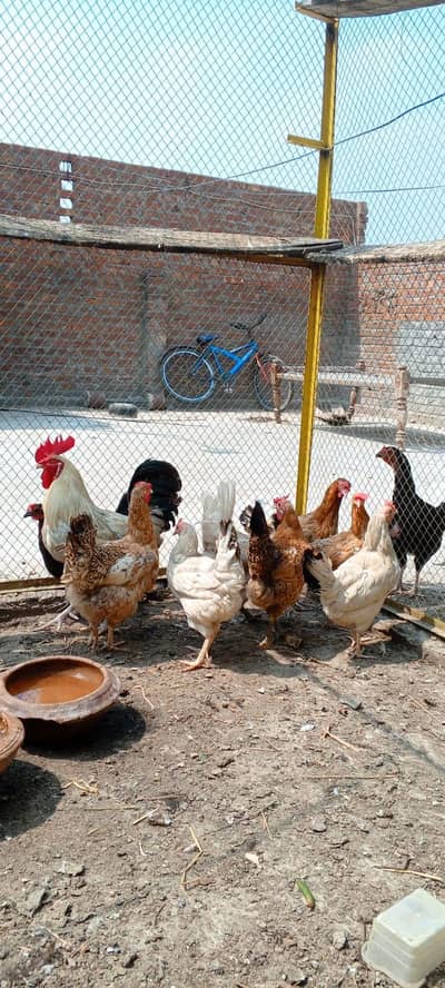 Dasi eggs laying hens