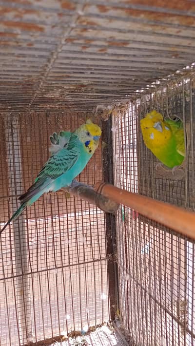 Hogoromo, bajri, double flower, fisher parrots
