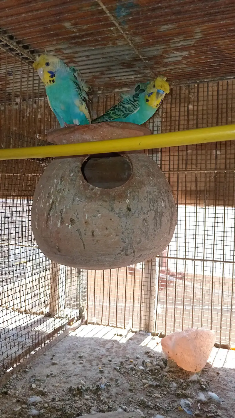 Hogoromo, bajri, double flower, parrots — photo 2