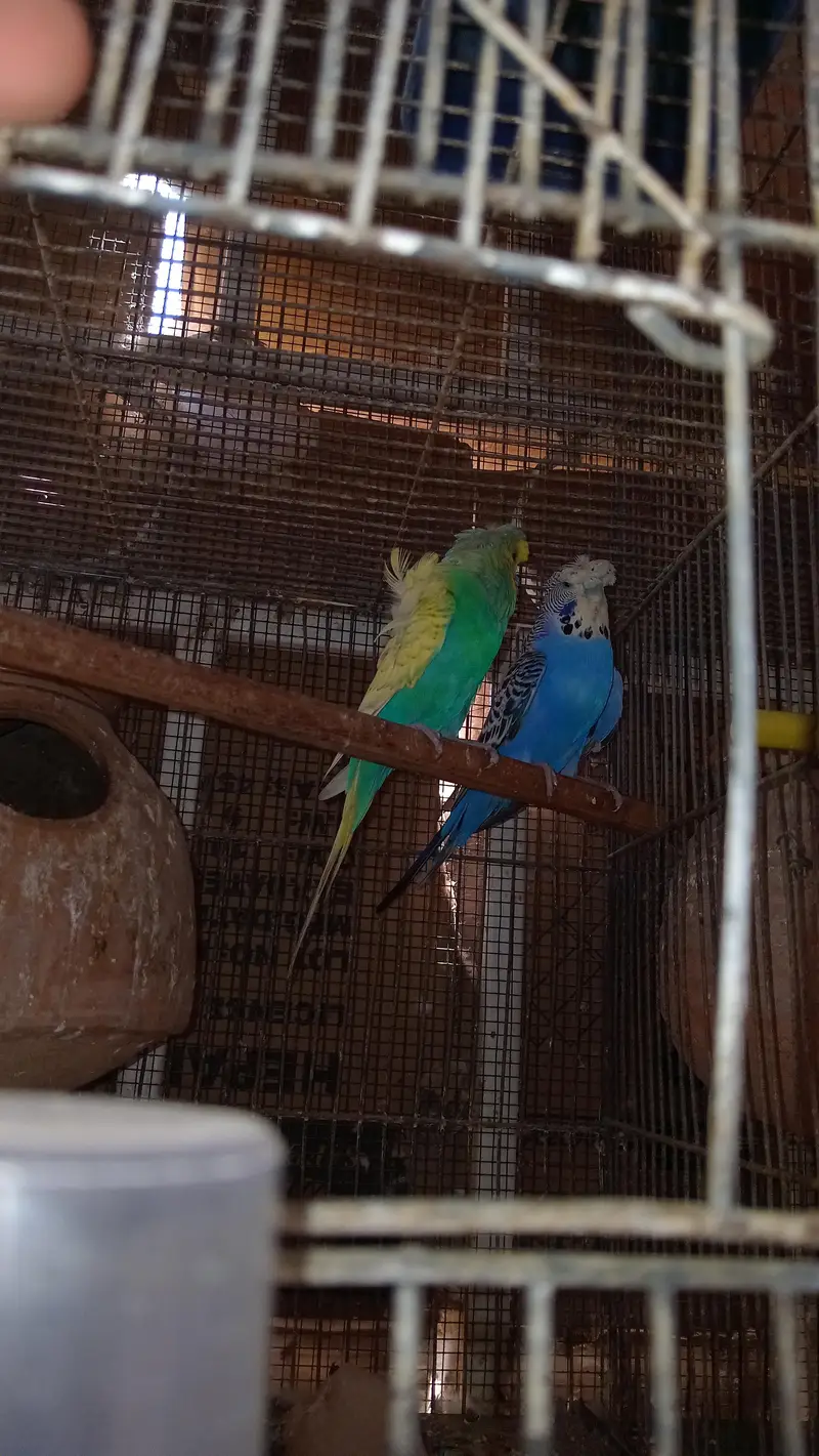 Hogoromo, bajri, double flower, parrots — photo 3