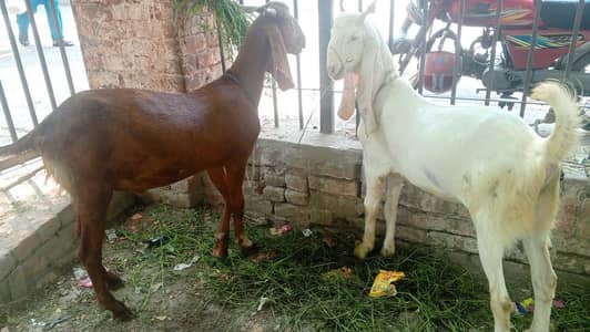 Qurbani Bakra Economical Budget
