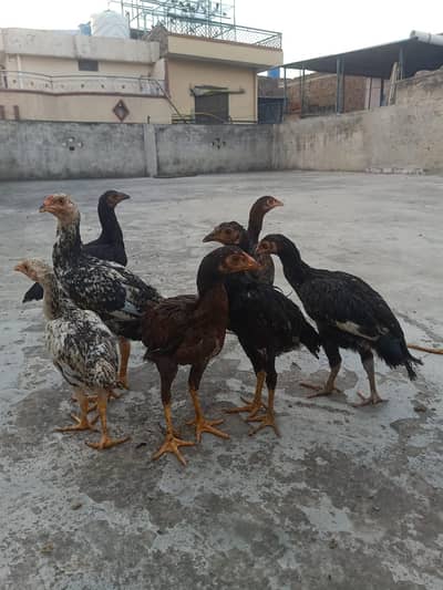 aseel chicks for sale