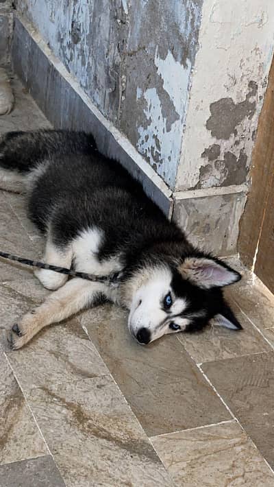Husky Pup Top Quality for Sell
