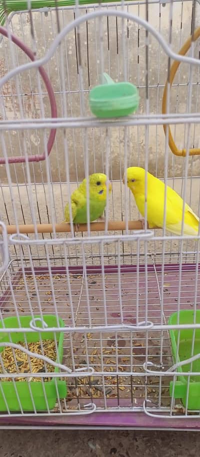 budgie pair