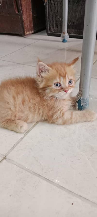 cats for sell