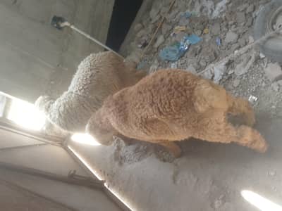 dumba for Qurbani