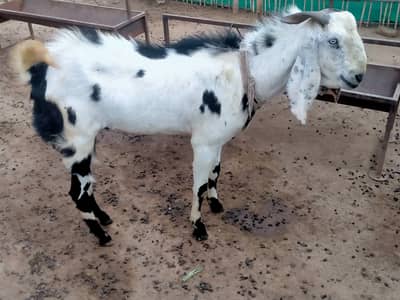 Assalamu alaikum mere paas ek aadat bakra maujud hai.