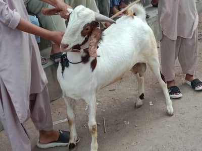 2 dant ghr ka pla hua bakra 03452595287 whatsup