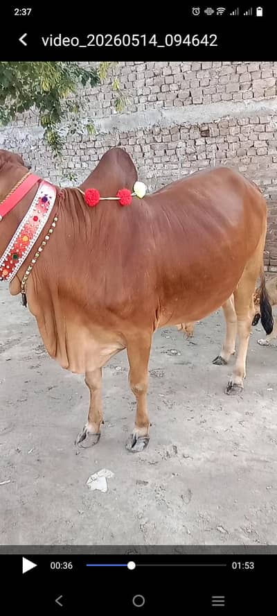 for Eid sell
