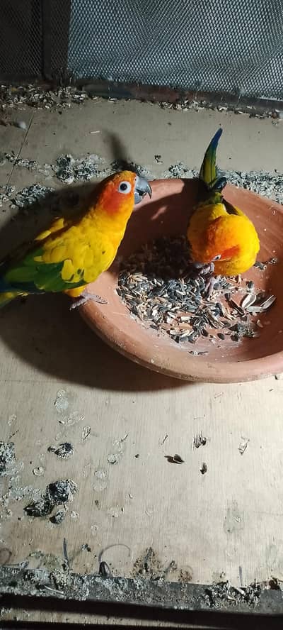 SUn conure pair