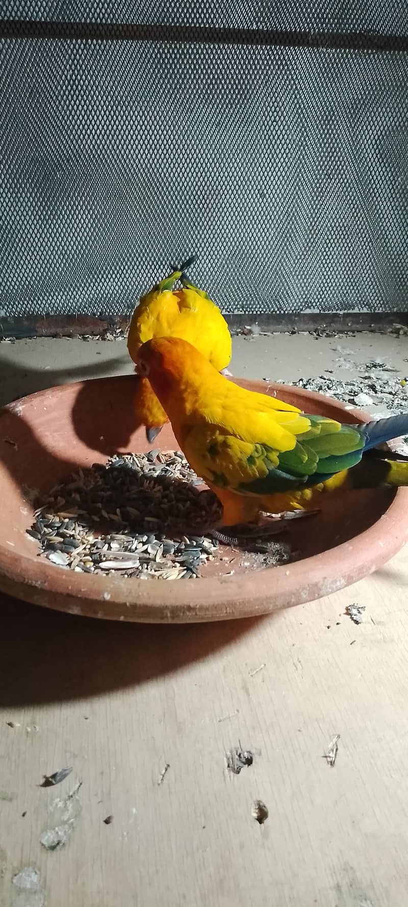 SUn conure pair 1