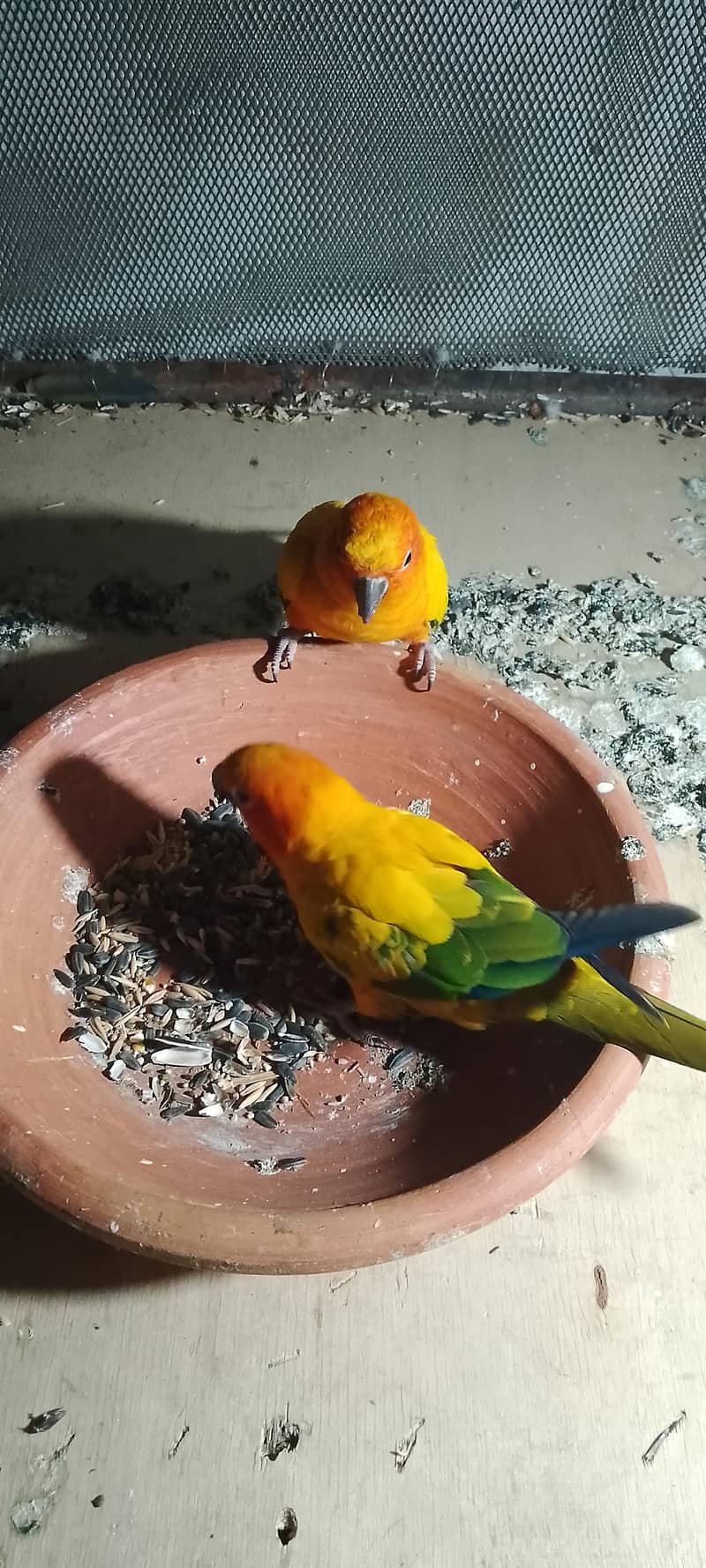 SUn conure pair 2