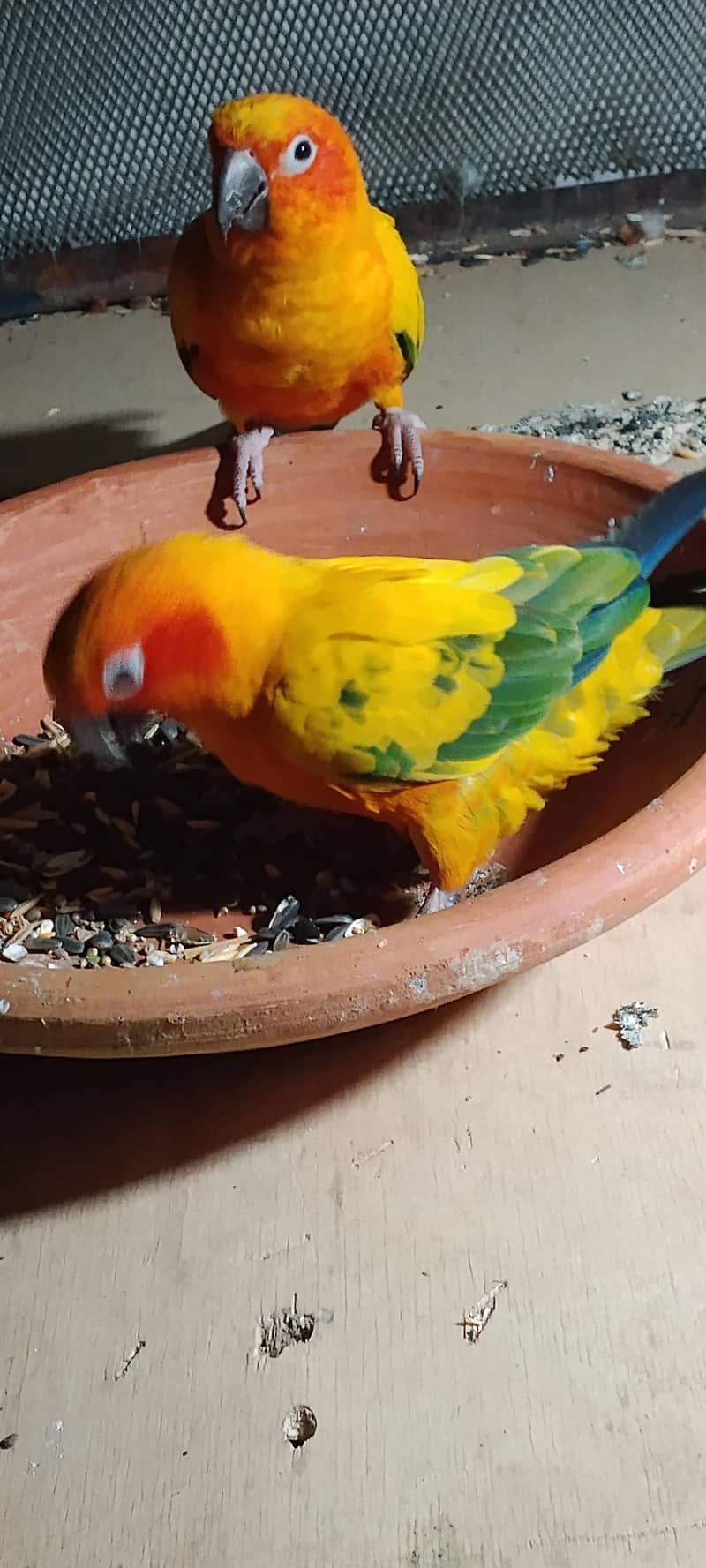SUn conure pair 3
