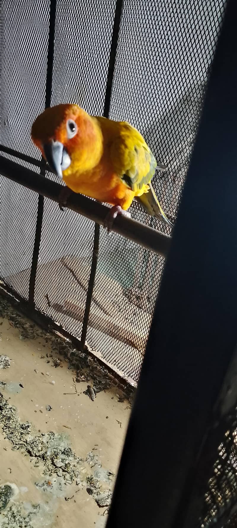 SUn conure pair 4