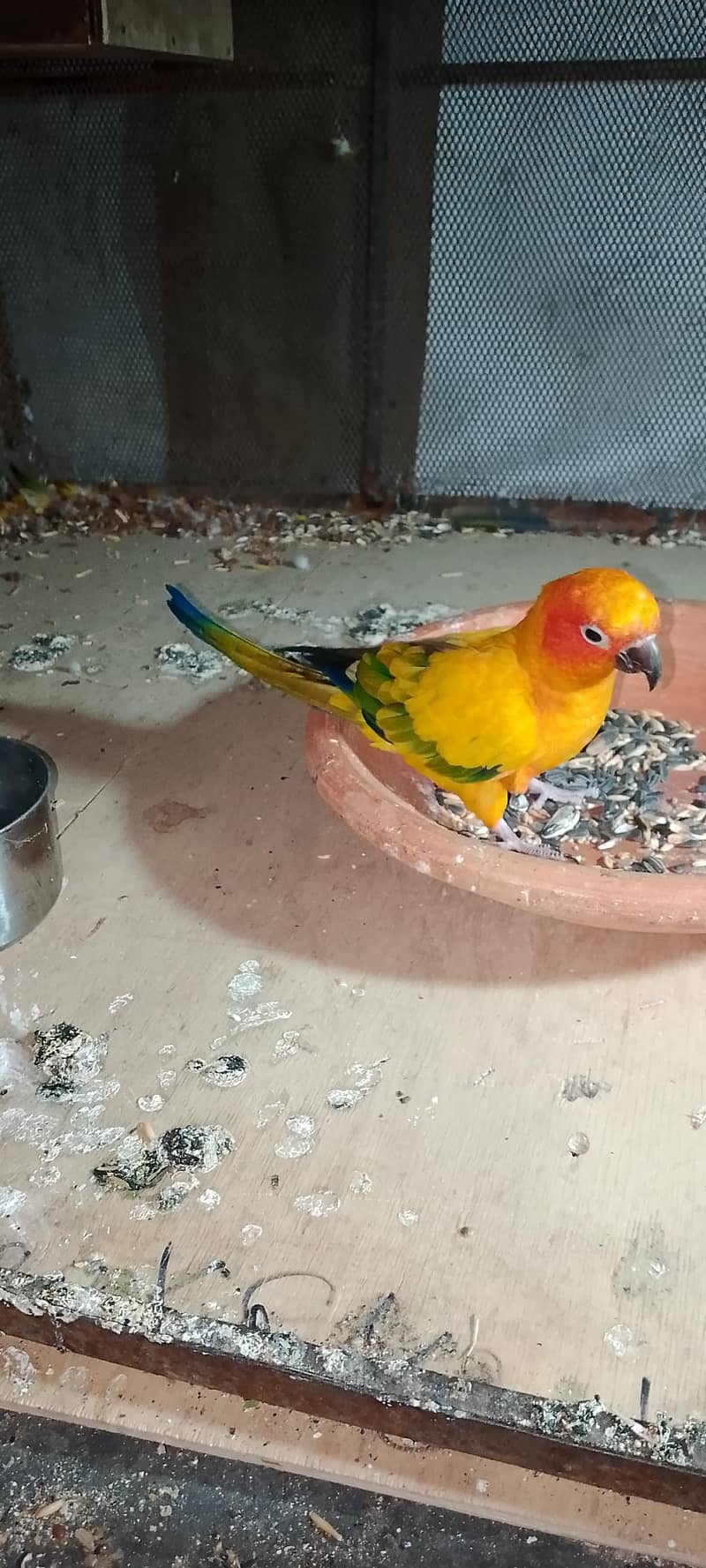 SUn conure pair 5