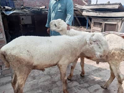 shatra bohat hi payara in per Bal ni a ap ka samna a dakh lay